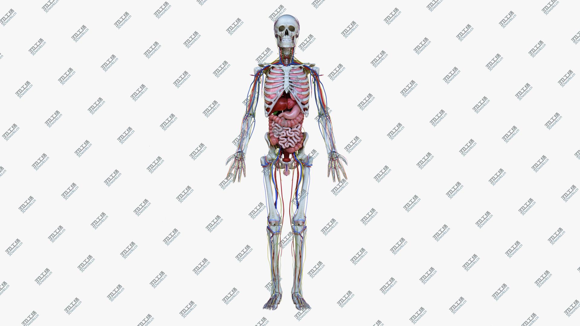 images/goods_img/2021040161/3D Full Male Anatomy Simplified/5.jpg